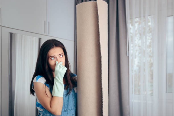 Best Black Mold Removal  in Somerton, AZ